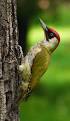 Green Woodpecker - often seen on the ground 